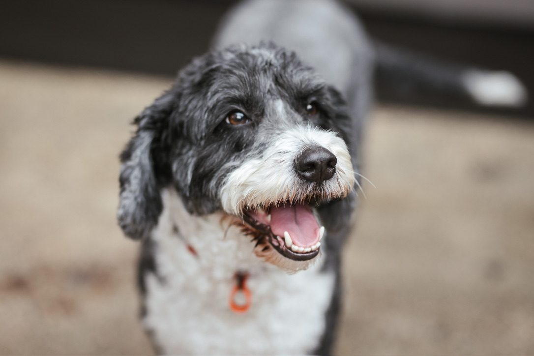 Gilbert, a grey and white Bordoodle, looking happy